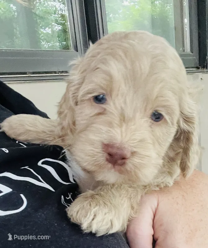Ole Blue Puppy 4 – Cockapoo puppy for sale in Joplin, MO
