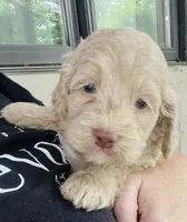 Ole Blue Puppy 4, a male Cockapoo for sale in Joplin, MO – 1 of 7
