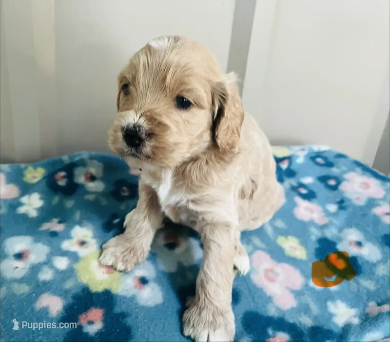 Blaze Puppy 2  – Cockapoo puppy for sale in Joplin, MO