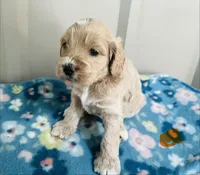 Blaze Puppy 2 , a male Cockapoo for sale in Joplin, MO – 3 of 6