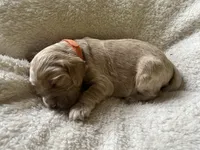 Blaze Puppy 2 , a male Cockapoo for sale in Joplin, MO – 2 of 2