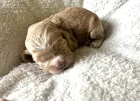 Justice puppy 5, a male Cockapoo for sale in Joplin, MO – 2 of 3