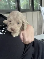 Ole Blue Puppy 4, a male Cockapoo for sale in Joplin, MO – 7 of 7