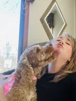 Ember , a female Cockapoo for sale in Joplin, MO – 3 of 4