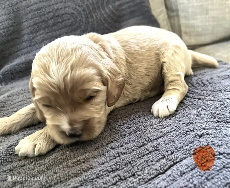 Blaze Puppy 2  – Cockapoo puppy for sale in Joplin, MO