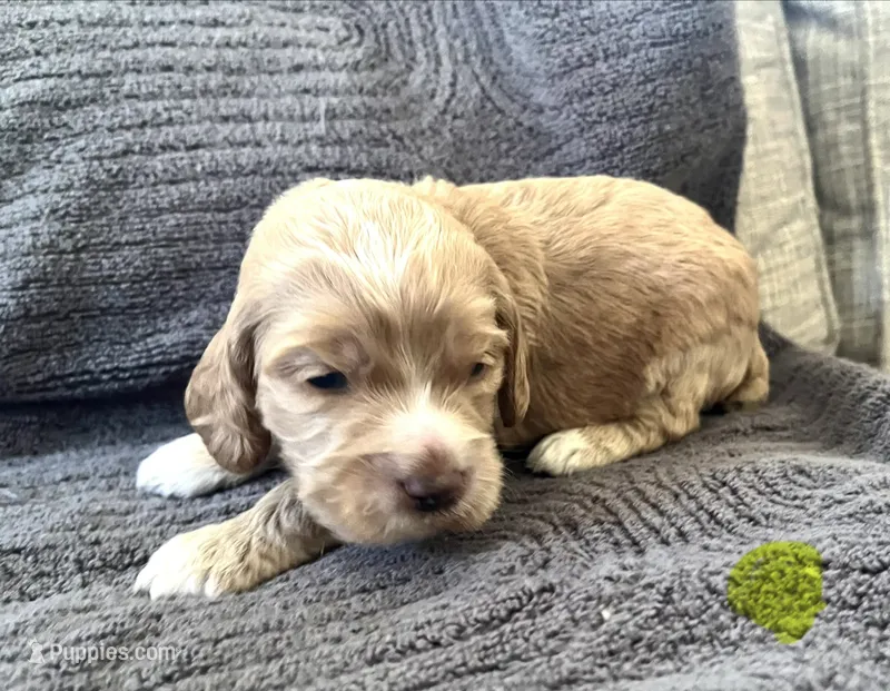 Justice puppy 5 – Cockapoo puppy for sale in Joplin, MO