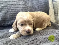 Justice puppy 5, a male Cockapoo for sale in Joplin, MO – 1 of 5
