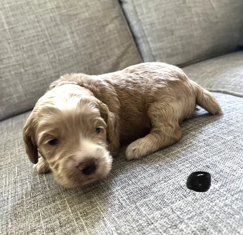 Revere puppy 3 – Cockapoo puppy for sale in Joplin, MO