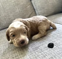 Revere puppy 3, a male Cockapoo for sale in Joplin, MO – 1 of 4