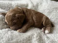 Betsy Ross Puppy 6, a male Cockapoo for sale in Joplin, MO – 2 of 2