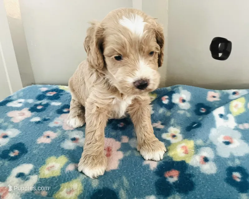 Revere puppy 3 – Cockapoo puppy for sale in Joplin, MO