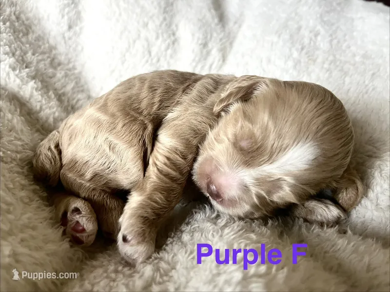 Navy puppy 8 – Cockapoo puppy for sale in Joplin, MO