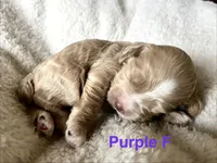 Navy puppy 8, a male Cockapoo for sale in Joplin, MO – 1 of 3