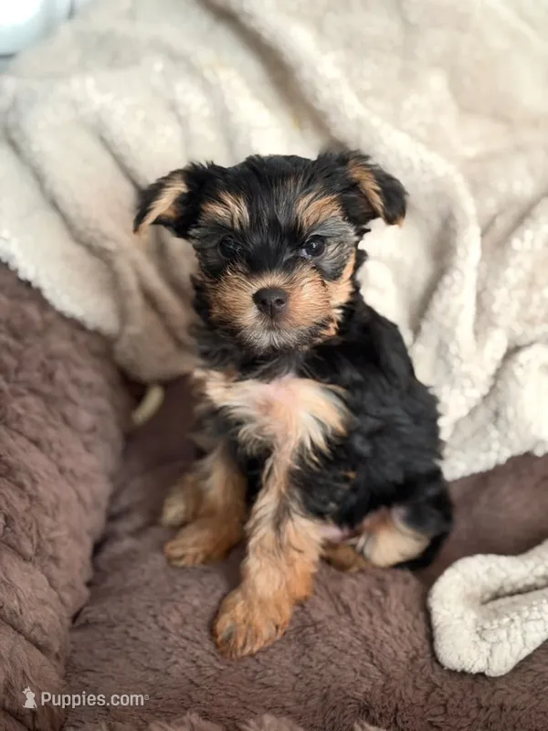 Lolly – Yorkshire Terrier puppy for sale in Orlando, FL