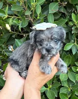 Lizzie, a female Mal Shi for sale in Whittier, CA – 1 of 1