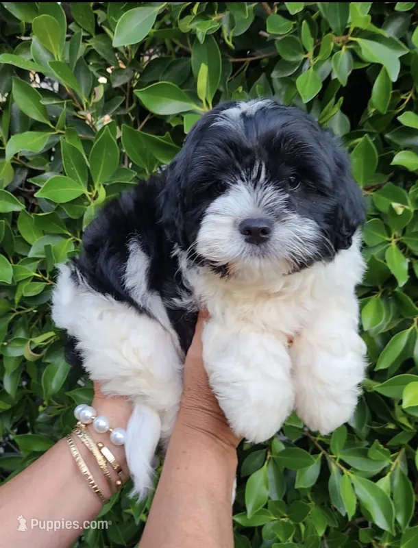 Lucca – Shih Tzu puppy for sale in Whittier, CA