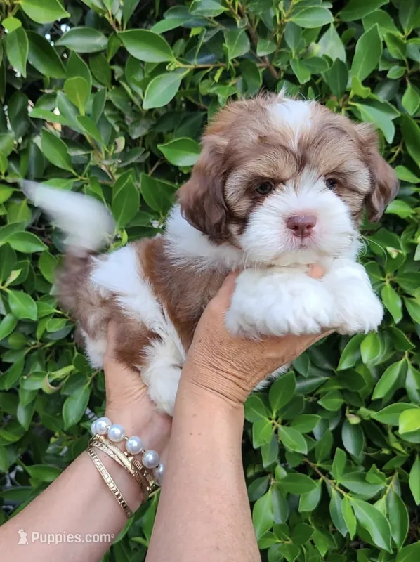 Jeff – Shih Tzu puppy for sale in Whittier, CA