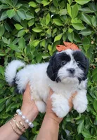 Mia, a female Shih Tzu for sale in Whittier, CA – 1 of 1