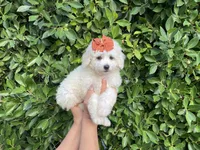 Lizzie, a female Maltipoo for sale in Whittier, CA – 1 of 1