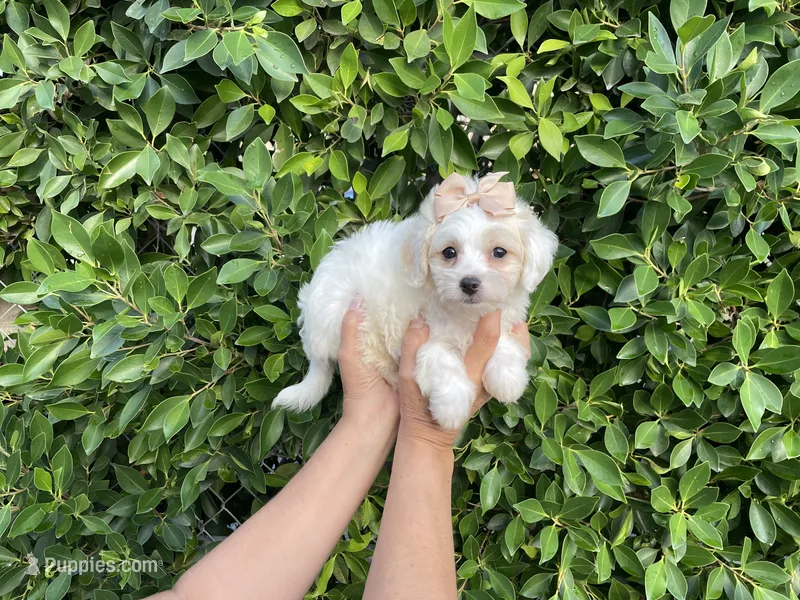 Luna – Maltipoo puppy for sale in Whittier, CA