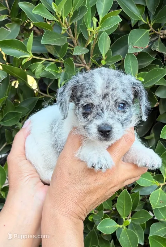 Liam – Mal Shi puppy for sale in Whittier, CA