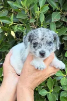 Liam, a male Mal Shi for sale in Whittier, CA – 1 of 1