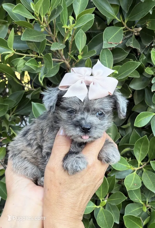 Lizzie – Mal Shi puppy for sale in Whittier, CA