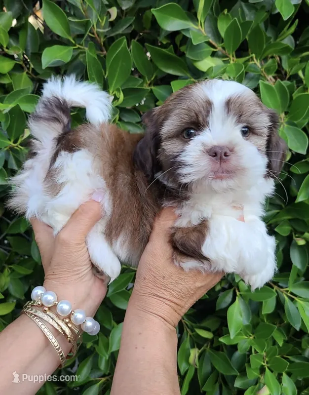 Leo – Shih Tzu puppy for sale in Whittier, CA