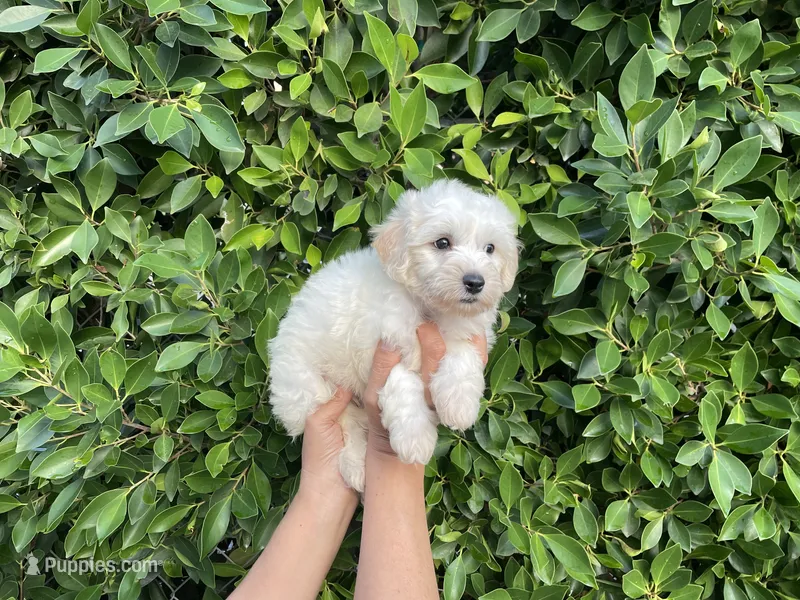 Jack – Maltipoo puppy for sale in Whittier, CA