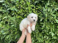 Jack, a male Maltipoo for sale in Whittier, CA – 1 of 1