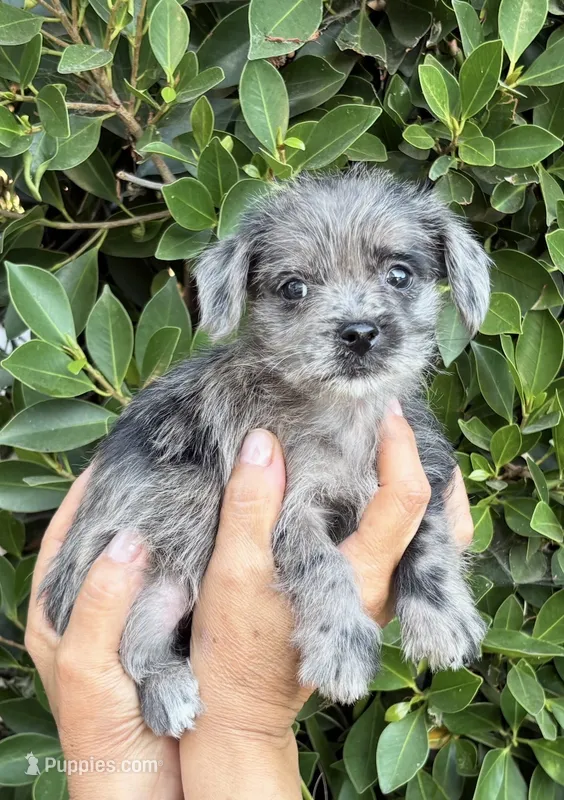 Jack – Mal Shi puppy for sale in Whittier, CA