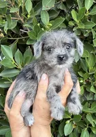 Jack, a male Mal Shi for sale in Whittier, CA – 1 of 1