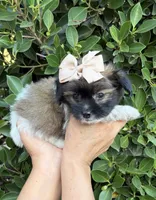 Mia, a female Mal Shi for sale in Whittier, CA – 1 of 1