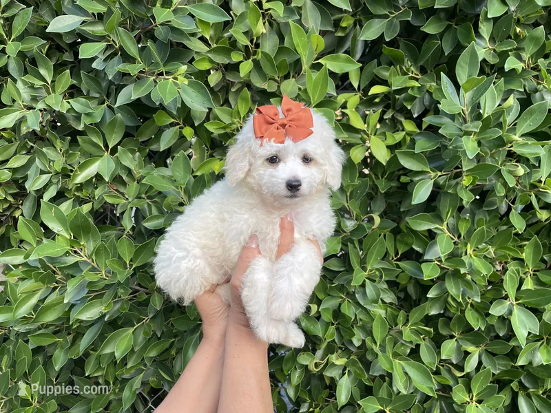 Lizzie – Maltipoo puppy for sale in Whittier, CA