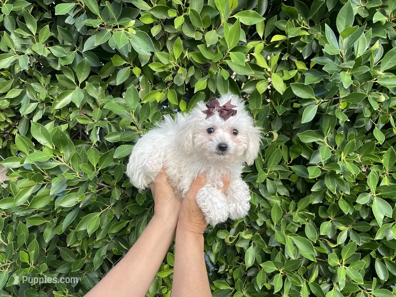 Mia – Maltipoo puppy for sale in Whittier, CA