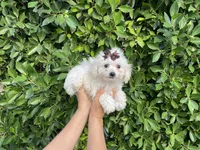 Mia, a female Maltipoo for sale in Whittier, CA – 1 of 1