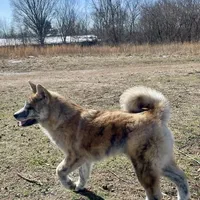Elektra, a female Japanese Akita for sale in Seattle, WA – Photo 8 of 10