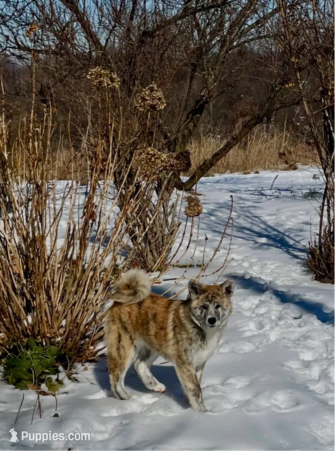 processed/26491885-29ea-490f-8651-56aa4fcbeacd/listing/656a785b-1d96-4412-92b5-c35f830589b1/4a4b8a86-baf9-478f-b55b-3b18d2879fe9