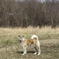 Elektra, a female Japanese Akita for sale in Seattle, WA – Photo 6 of 10