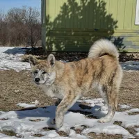 Elektra, a female Japanese Akita for sale in Seattle, WA – Photo 5 of 10