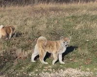 processed/26491885-29ea-490f-8651-56aa4fcbeacd/listing/656a785b-1d96-4412-92b5-c35f830589b1/ae83aaf7-4f21-4840-9881-5b59a65ef229