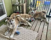 processed/26491885-29ea-490f-8651-56aa4fcbeacd/listing/656a785b-1d96-4412-92b5-c35f830589b1/afc50846-6e21-4bea-857d-e05e01d8fd86