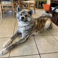 Elektra, a female Japanese Akita for sale in Seattle, WA – Photo 10 of 10