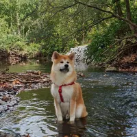 Elektra, a female Japanese Akita for sale in Seattle, WA – Photo 9 of 10