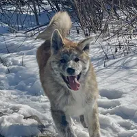 Elektra, a female Japanese Akita for sale in Seattle, WA – Photo 2 of 10