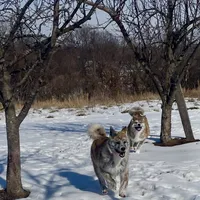 Elektra, a female Japanese Akita for sale in Seattle, WA – Photo 4 of 10