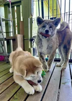 processed/26491885-29ea-490f-8651-56aa4fcbeacd/listing/656a785b-1d96-4412-92b5-c35f830589b1/f3868efa-2e73-42bc-a1b1-5d051bbaef50