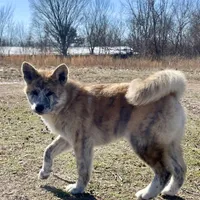 Elektra, a female Japanese Akita for sale in Seattle, WA – Photo 7 of 10