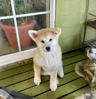 processed/26491885-29ea-490f-8651-56aa4fcbeacd/listing/cf0b5509-9550-45f8-b326-be2404271c53/916637d1-b844-42e9-9a29-80737eb5938e