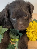 Addie, a female Yorkipoo for sale in Catlett, VA – 2 of 2